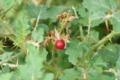 Solanum sisymbriifolium